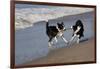 Pair of Border Collies in Tug-Of-War with Stick Along the Seashore, Santa Barbara-Lynn M^ Stone-Framed Photographic Print