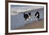 Pair of Border Collies in Tug-Of-War with Stick Along the Seashore, Santa Barbara-Lynn M^ Stone-Framed Photographic Print