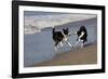 Pair of Border Collies in Tug-Of-War with Stick Along the Seashore, Santa Barbara-Lynn M^ Stone-Framed Photographic Print