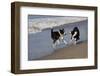 Pair of Border Collies in Tug-Of-War with Stick Along the Seashore, Santa Barbara-Lynn M^ Stone-Framed Photographic Print