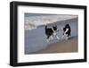 Pair of Border Collies in Tug-Of-War with Stick Along the Seashore, Santa Barbara-Lynn M^ Stone-Framed Photographic Print