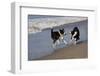 Pair of Border Collies in Tug-Of-War with Stick Along the Seashore, Santa Barbara-Lynn M^ Stone-Framed Photographic Print