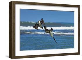 Pair of Brown Pelicans (Pelecanus Occidentalis) Dive for Fish at the Nosara River Mouth-Rob Francis-Framed Photographic Print