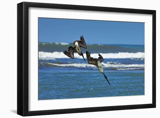 Pair of Brown Pelicans (Pelecanus Occidentalis) Dive for Fish at the Nosara River Mouth-Rob Francis-Framed Photographic Print