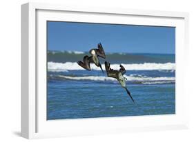 Pair of Brown Pelicans (Pelecanus Occidentalis) Dive for Fish at the Nosara River Mouth-Rob Francis-Framed Photographic Print