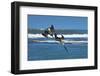 Pair of Brown Pelicans (Pelecanus Occidentalis) Dive for Fish at the Nosara River Mouth-Rob Francis-Framed Photographic Print