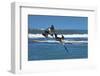 Pair of Brown Pelicans (Pelecanus Occidentalis) Dive for Fish at the Nosara River Mouth-Rob Francis-Framed Photographic Print