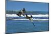 Pair of Brown Pelicans (Pelecanus Occidentalis) Dive for Fish at the Nosara River Mouth-Rob Francis-Mounted Photographic Print