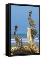 Pair of Brown Pelicans (Pelecanus Occidentalis) Perched at the Nosara River Mouth-Rob Francis-Framed Stretched Canvas