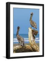 Pair of Brown Pelicans (Pelecanus Occidentalis) Perched at the Nosara River Mouth-Rob Francis-Framed Photographic Print