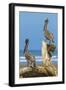 Pair of Brown Pelicans (Pelecanus Occidentalis) Perched at the Nosara River Mouth-Rob Francis-Framed Photographic Print