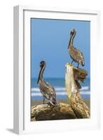 Pair of Brown Pelicans (Pelecanus Occidentalis) Perched at the Nosara River Mouth-Rob Francis-Framed Photographic Print