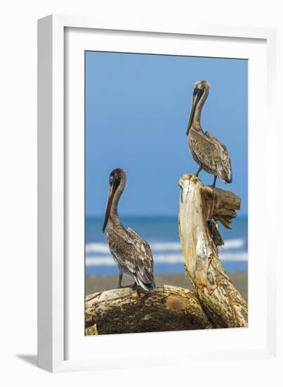 Pair of Brown Pelicans (Pelecanus Occidentalis) Perched at the Nosara River Mouth-Rob Francis-Framed Photographic Print