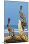 Pair of Brown Pelicans (Pelecanus Occidentalis) Perched at the Nosara River Mouth-Rob Francis-Mounted Photographic Print