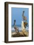 Pair of Brown Pelicans (Pelecanus Occidentalis) Perched at the Nosara River Mouth-Rob Francis-Framed Photographic Print