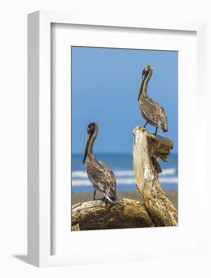 Pair of Brown Pelicans (Pelecanus Occidentalis) Perched at the Nosara River Mouth-Rob Francis-Framed Photographic Print