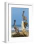 Pair of Brown Pelicans (Pelecanus Occidentalis) Perched at the Nosara River Mouth-Rob Francis-Framed Photographic Print
