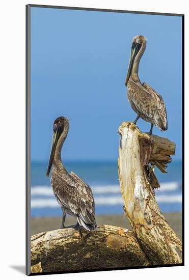 Pair of Brown Pelicans (Pelecanus Occidentalis) Perched at the Nosara River Mouth-Rob Francis-Mounted Photographic Print