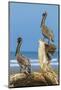 Pair of Brown Pelicans (Pelecanus Occidentalis) Perched at the Nosara River Mouth-Rob Francis-Mounted Photographic Print