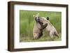 Pair of Brwon (Grizzly) Bears Play Fighting-Hal Beral-Framed Photographic Print