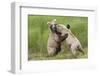 Pair of Brwon (Grizzly) Bears Play Fighting-Hal Beral-Framed Photographic Print