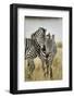 Pair of Burchell's Zebras Nuzzling Up to Each Other, Masai Mara, Kenya-Adam Jones-Framed Photographic Print