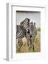 Pair of Burchell's Zebras Nuzzling Up to Each Other, Masai Mara, Kenya-Adam Jones-Framed Photographic Print