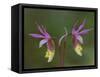 Pair of Calypso Orchids, Upper Peninsula, Michigan, USA-Mark Carlson-Framed Stretched Canvas