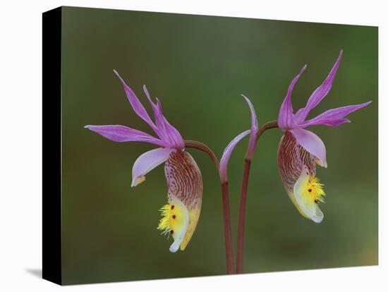 Pair of Calypso Orchids, Upper Peninsula, Michigan, USA-Mark Carlson-Stretched Canvas