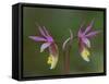 Pair of Calypso Orchids, Upper Peninsula, Michigan, USA-Mark Carlson-Framed Stretched Canvas