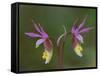 Pair of Calypso Orchids, Upper Peninsula, Michigan, USA-Mark Carlson-Framed Stretched Canvas