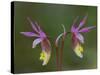 Pair of Calypso Orchids, Upper Peninsula, Michigan, USA-Mark Carlson-Stretched Canvas