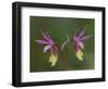 Pair of Calypso Orchids, Upper Peninsula, Michigan, USA-Mark Carlson-Framed Photographic Print