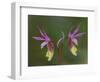 Pair of Calypso Orchids, Upper Peninsula, Michigan, USA-Mark Carlson-Framed Photographic Print