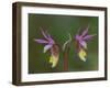 Pair of Calypso Orchids, Upper Peninsula, Michigan, USA-Mark Carlson-Framed Photographic Print