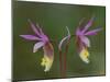 Pair of Calypso Orchids, Upper Peninsula, Michigan, USA-Mark Carlson-Mounted Photographic Print