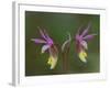 Pair of Calypso Orchids, Upper Peninsula, Michigan, USA-Mark Carlson-Framed Photographic Print