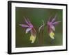 Pair of Calypso Orchids, Upper Peninsula, Michigan, USA-Mark Carlson-Framed Photographic Print