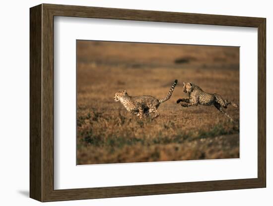 Pair of Cheetahs Running, Maasai Mara, Kenya-Adam Jones-Framed Photographic Print