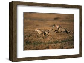 Pair of Cheetahs Running, Maasai Mara, Kenya-Adam Jones-Framed Photographic Print