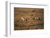 Pair of Cheetahs Running, Maasai Mara, Kenya-Adam Jones-Framed Photographic Print