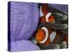 Pair of Clown Anemonefish, Indonesia-Stocktrek Images-Stretched Canvas