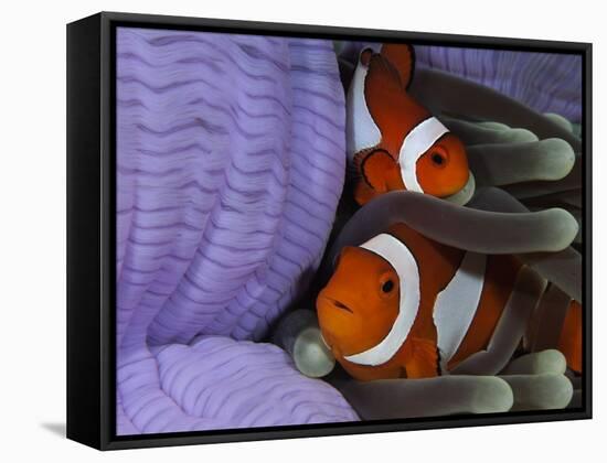 Pair of Clown Anemonefish, Indonesia-Stocktrek Images-Framed Stretched Canvas