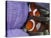 Pair of Clown Anemonefish, Indonesia-Stocktrek Images-Stretched Canvas