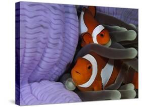 Pair of Clown Anemonefish, Indonesia-Stocktrek Images-Stretched Canvas