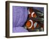 Pair of Clown Anemonefish, Indonesia-Stocktrek Images-Framed Premium Photographic Print