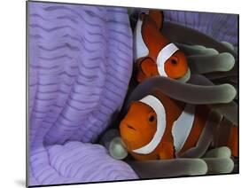 Pair of Clown Anemonefish, Indonesia-Stocktrek Images-Mounted Premium Photographic Print