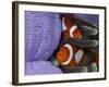 Pair of Clown Anemonefish, Indonesia-Stocktrek Images-Framed Photographic Print