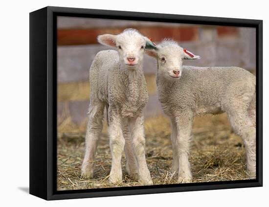 Pair of Commercial Targhee Lambs-Chuck Haney-Framed Stretched Canvas
