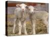 Pair of Commercial Targhee Lambs-Chuck Haney-Stretched Canvas